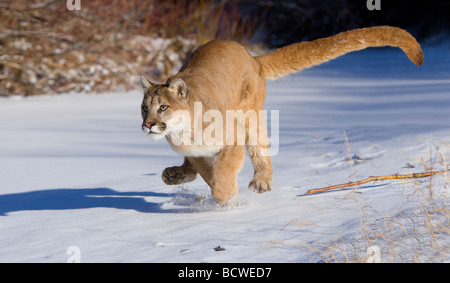 Mountain lion (Puma concolor) in esecuzione in una coperta di neve campo Foto Stock