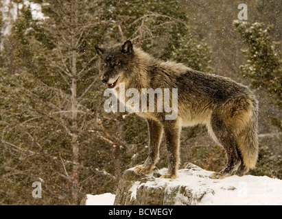 Lupo (Canis lupus) in piedi su una coperta di neve rock Foto Stock