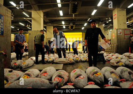Commercianti di ispezionare le righe di tonno congelato a Tsukiji più grande del mondo al mercato del pesce centrale di Tokyo Giappone Foto Stock