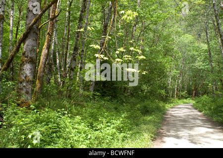 Foresta di peluche nel North Cascades Stato di Washington Foto Stock