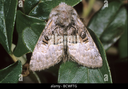 Dado albero di tussock (Colocasia coryli) in posizione di riposo Foto Stock
