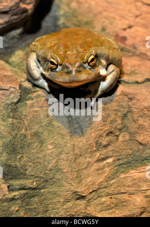 Colorado Toad (Bufo alvarius) Foto Stock