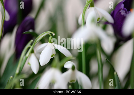 Raccolta di bucaneve e crochi tradizionalmente la prima molla i bulbi arte Jane Ann Butler JABP Fotografia333 Foto Stock