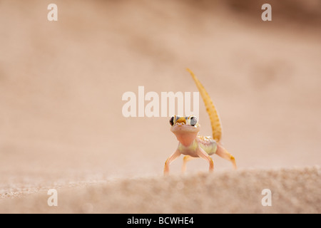 Gecko Webfooted Palmatogecko blocchi rangei Namib Desert Namibia Foto Stock