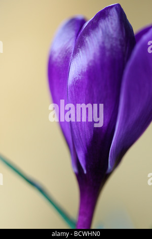 Bella primavera crocus arte fotografia Jane Ann Butler JABP Fotografia338 Foto Stock