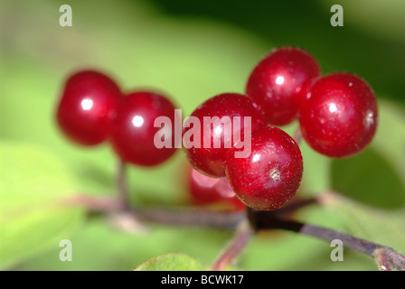 Caprifoglio berry (Lonicera xylosteum). Macro shot Foto Stock