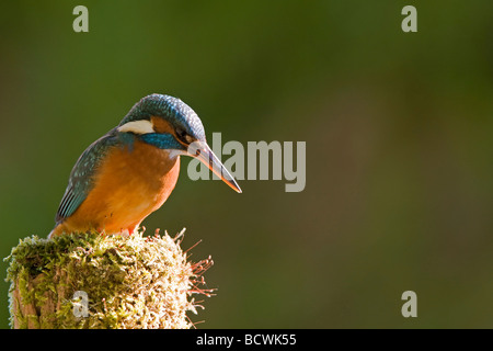 Common Kingfisher (Alcedo atthis) Foto Stock