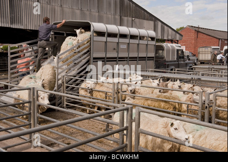 Allevatore di ovini di scarico / pecore dal retro del rimorchio del bestiame a pecore asta mercato del bestiame Foto Stock