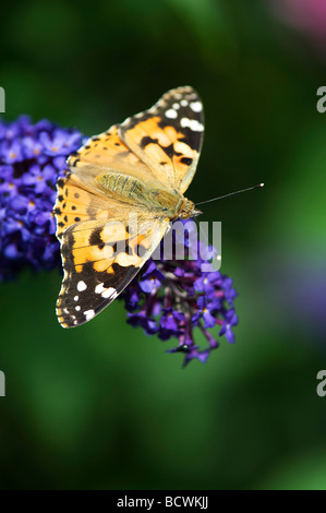 Dipinto di Lady butterfly alimentazione su buddleja in un giardino inglese Foto Stock