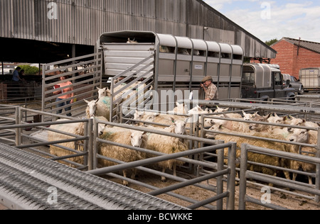 Allevatore di ovini di scarico / pecore dal retro del rimorchio del bestiame a pecore asta mercato del bestiame Foto Stock