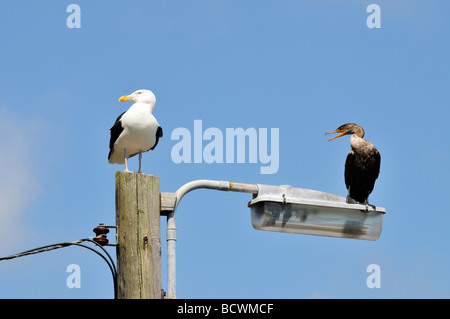 Un cormorano ed un gabbiano appollaiato sul palo della luce Foto Stock