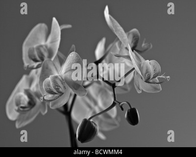 Fioritura di una giovane e bella orchidea. In bianco e nero. Foto Stock