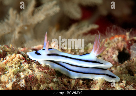 Loch il Chromodoris nudibranch, Chromodoris lochi, strisciando lungo la barriera corallina underwater Foto Stock