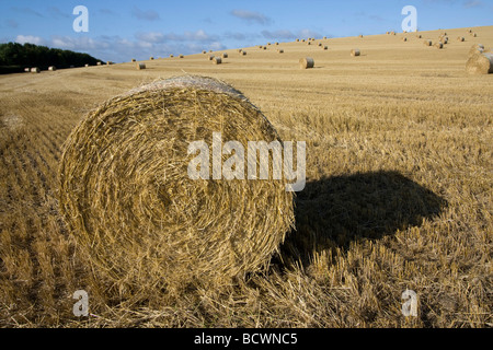 Campi di appena raccolto di orzo dorset England Regno unito Gb Foto Stock