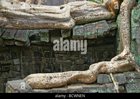 Radici di albero cresce attraverso Ta Prohm rovine, vecchio tempio in Cambogia, nei pressi di Angkor Wat Foto Stock