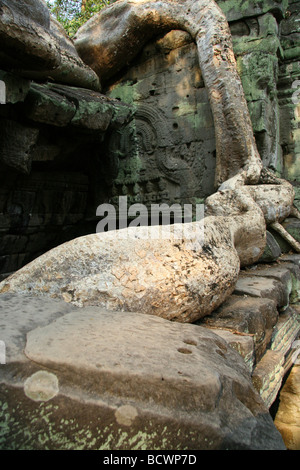 Radici di albero cresce attraverso Ta Prohm rovine, vecchio tempio in Cambogia, nei pressi di Angkor Wat Foto Stock