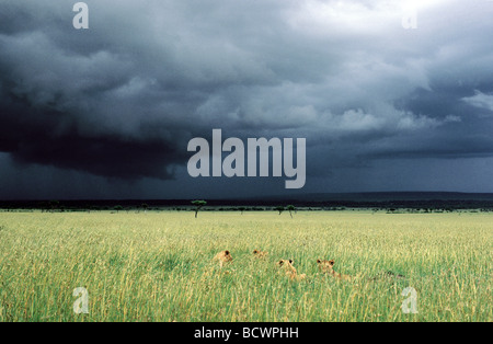 Giovani leoni bugia bassa in erba alta mentre black storm nuvole brew nella distanza Masai Mara riserva nazionale del Kenya Africa orientale Foto Stock