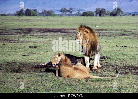 Maschio adulto Lion e Leonessa di fresco con ucciso Gnu carcassa Masai Mara riserva nazionale del Kenya Africa orientale Foto Stock