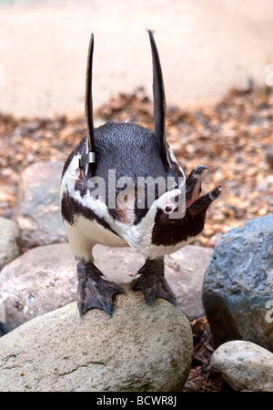 Nero Footed/Pinguino africano (Spheniscus demersus) Foto Stock