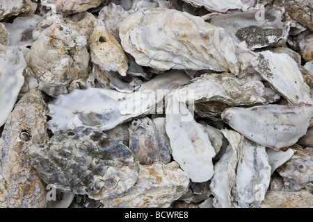 I gusci di ostrica impilati per il reseeding letti. Foto Stock