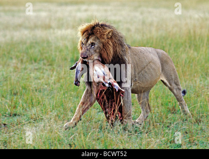 Maschio maturo Lion che trasportano mezze mangiate Femmina Morta Impala Masai Mara riserva nazionale del Kenya Africa orientale Foto Stock