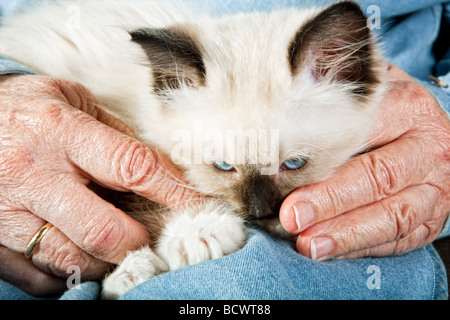 Punto sigillo Mitted ragdoll kitten detenute dalle mani di una donna anziana Foto Stock