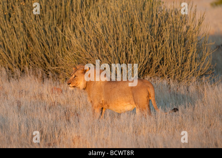 Desert lion Panthera leo a collare radio giovane maschio regione Kunene Namibia Africa Foto Stock