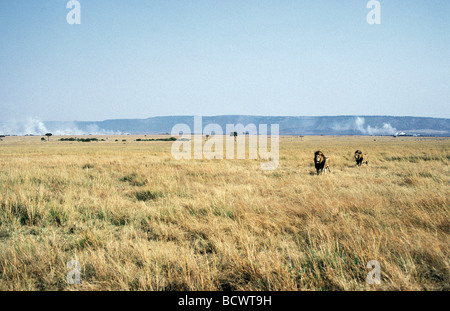 Due maschi maturi i Lions si muove attraverso open savana erba di pascolo di incendi in distanza Riserva Nazionale di Masai Mara Kenya Africa Foto Stock