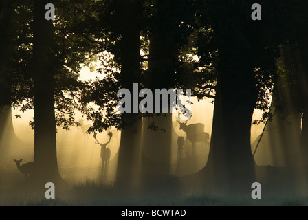 Cervi a riposo raccolti nella nebbia sotto gli alberi al sole del mattino presto, Dama dama, raggi del sole, Sussex UK ottobre Foto Stock