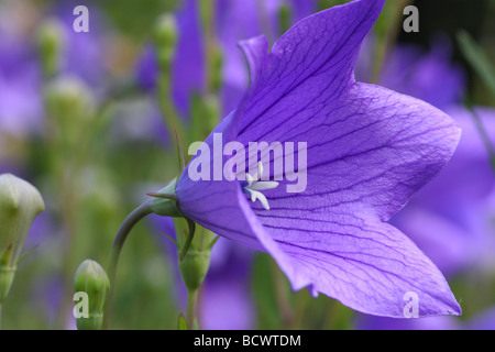 Blu fiore palloncino close up Platycodon grandiflorus Foto Stock