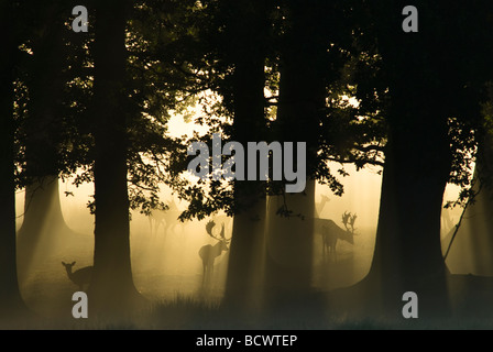 Cervi a riposo raccolti nella nebbia sotto gli alberi al sole del mattino presto, Dama dama, raggi del sole, Sussex UK ottobre Foto Stock