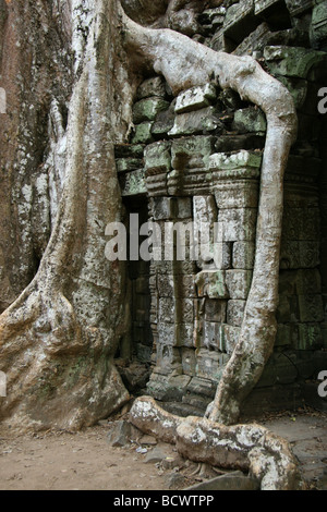 Radici di albero cresce attraverso Ta Prohm rovine, vecchio tempio in Cambogia, nei pressi di Angkor Wat Foto Stock