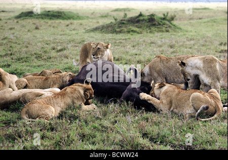 Orgoglio dei Leoni leonesse e lupetti alimentazione su appena killes Buffalo carcassa Masai Mara riserva nazionale del Kenya Africa orientale Foto Stock