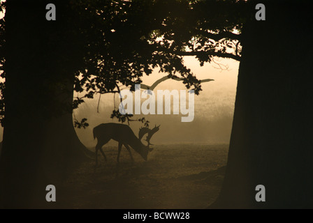 Nebbia mattutina all'alba sotto alberi maturi con cervi a riposo o addio al cervo, Dama dama, Regno Unito, ottobre Foto Stock