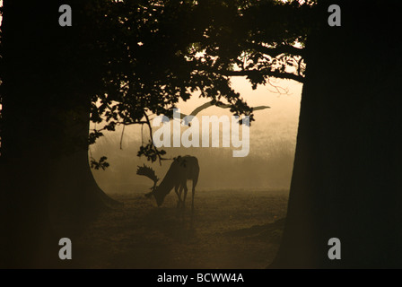 Nebbia mattutina all'alba sotto alberi maturi con cervi a riposo o addio al cervo, Dama dama, Regno Unito, ottobre Foto Stock