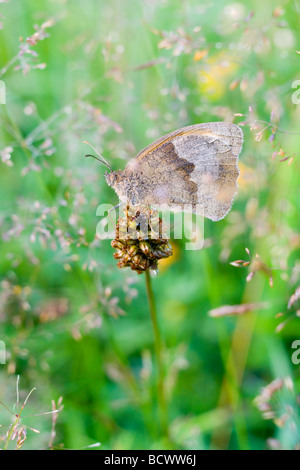 Prato farfalla marrone in erbe Foto Stock