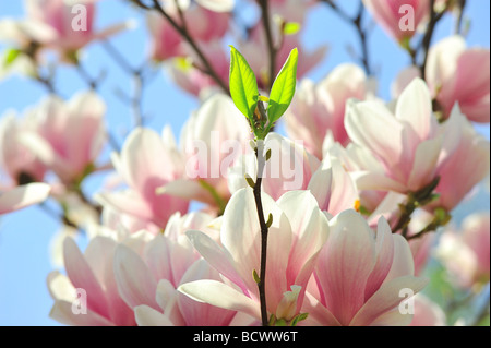 magnolia, fiori, fioritura, contro, sole, cielo blu, magnolia denudata, amore per il giardinaggio, santuari del giardino Foto Stock