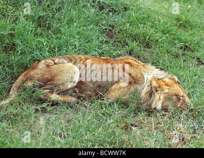 Chiusura del giovane maschio lion in cattive condizioni quilled da porcupine Masai Mara riserva nazionale del Kenya Africa orientale Foto Stock