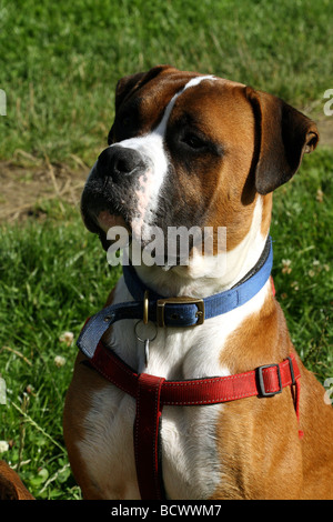 Cane Boxer exhibitting una gamma di espressione del viso Foto Stock