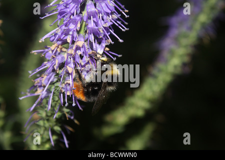 Un Bumble Bee alimentando il nettare dai fiori Buddleia. Foto Stock