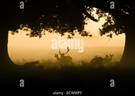 Il cervo incolto, il dama dama buca e si raggruppa sotto gli alberi in nebbia sotto il sole del mattino presto, Regno Unito, ottobre Foto Stock