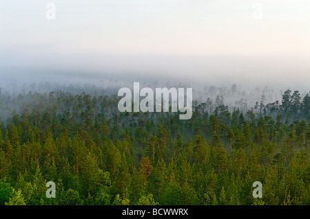 Mattina il silenzio nella foresta vergine in Carelia, Russia Foto Stock