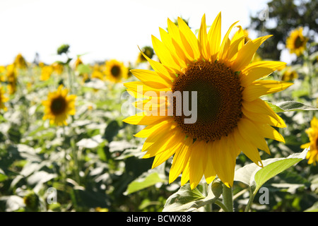 Girasoli crescono in un campo nel centro di Karnataka in India meridionale. I semi sono utilizzati per olio e come health food snack. Foto Stock