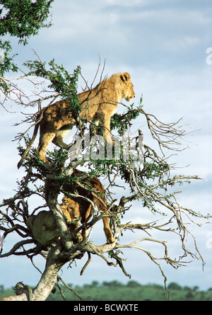 Tre tree climbing lions alta nei rami del vecchio albero balanites Masai Mara riserva nazionale del Kenya Africa orientale Foto Stock
