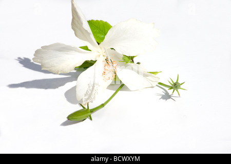 Close-up di bianco fiori di ibisco su sfondo bianco Foto Stock