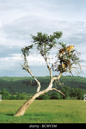 Tre tree climbing lions alta nei rami del vecchio albero balanites Masai Mara riserva nazionale del Kenya Africa orientale Foto Stock