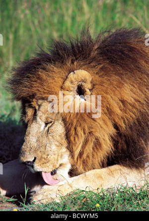 Maschio di leone con belle dark mane pulizia grooming leccare paw Masai Mara riserva nazionale del Kenya Africa orientale Foto Stock