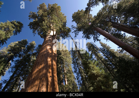 USA California Sequoia National Park General Sherman Tree più grande albero nel mondo Foto Stock
