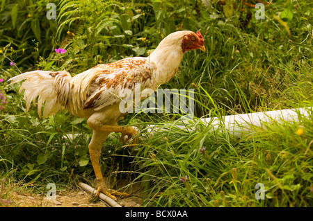 Vicino sul pollo che corrono in giardino Foto Stock