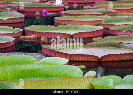 Victoria Ninfee coltivati in questa serra può crescere fino a nove piedi di diametro e sono nativo della regione amazzonica. Foto Stock